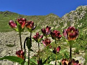 Bocchetta di Budria-Monte Azzaredo ad anello fiorito-10lu22 - FOTOGALLERY